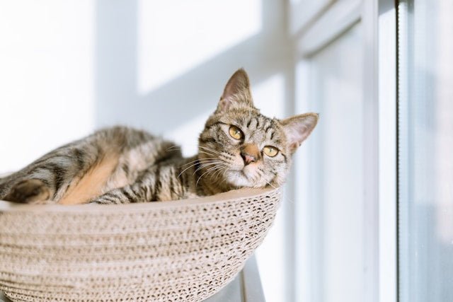 What’s the best cat litter for your home and your cat’s health? - Pet Supply